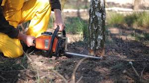 Best Stump Grinding and Removal  in Orange, OH