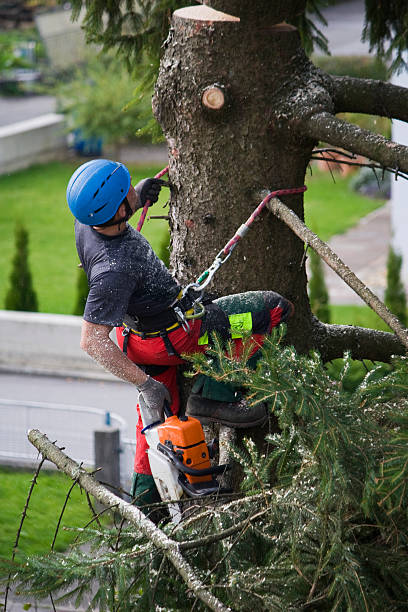 Best Tree Disease Treatment  in Orange, OH