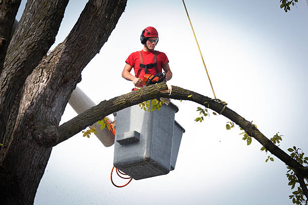 Best Fruit Tree Pruning  in Orange, OH