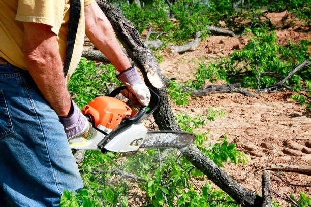 Best Tree Risk Assessment  in Orange, OH