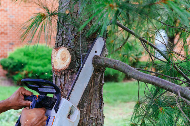 Best Emergency Tree Removal  in Orange, OH